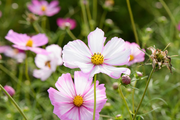 cosmos flower