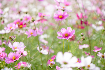 Obraz premium cosmos flowers in a field