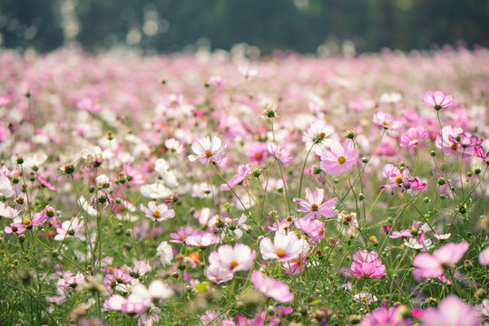 cosmos flowers in a field © jipen