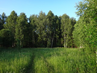 Дорожка к лесу, идущая через зеленое травяное поле в летний солнечный день