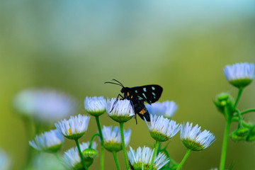 Insetto su fiore, fiore bianco sfondo verde prato e cielo