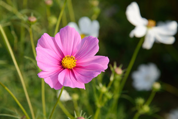 Obraz premium cosmos flower