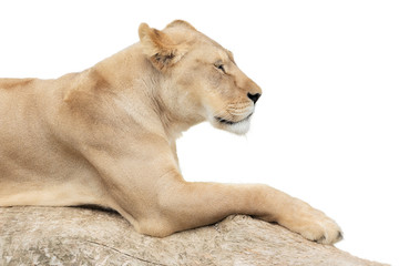 Naklejka premium Resting lioness on white background