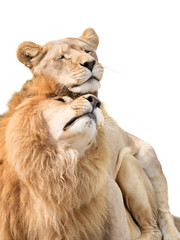 Naklejka premium Lions in love