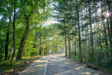 Obraz premium road in a forest