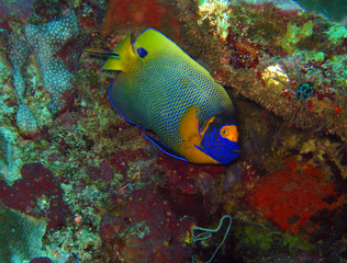 Blueface Angelfish (Pomacanthus Xanthometopon), aka Yellowface Angelfish, Yellow-masked Angelfish), Maratua, Indonesia