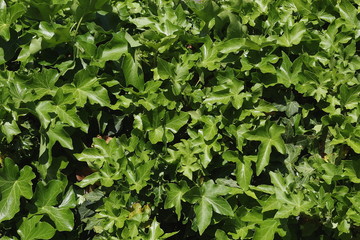 Mit Efeu bewachsener Gartenzaun