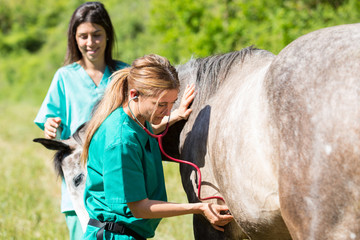 Equine veterinary - 85948728