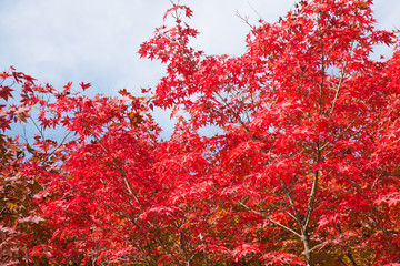 red foliages on a branch
