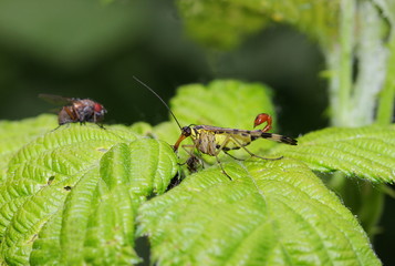 Porträt einer Skorpionsfliege
