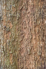 Wood Texutre