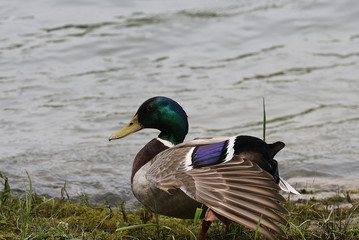 Männliche Stockente