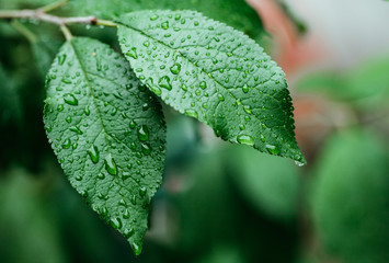 Green leaf with water drops close up