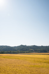 Obraz premium rice paddy in autumn
