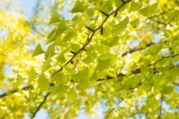 Yellowish green ginkgo leaves