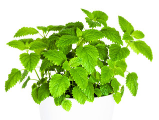 Green Melissa isolated on the white background