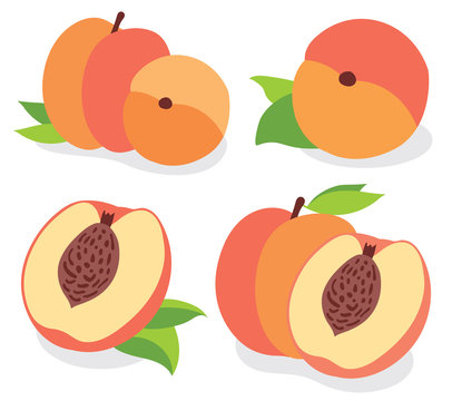 Peaches vector illustration