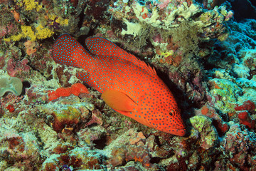 Fototapeta na wymiar Coral Grouper, South Ari Atoll, Maldives