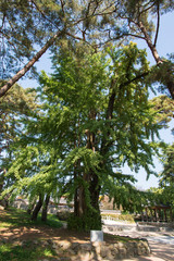Fototapeta na wymiar 500 years old ginko tree