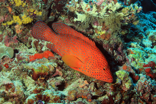 Coral Grouper, South Ari Atoll, Maldives