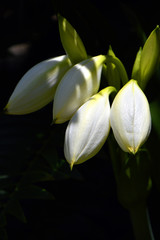 Crinum asiaticum splendens Crinum lily