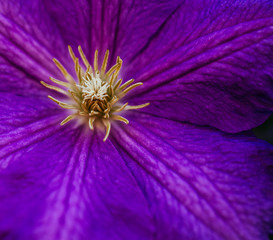 Beautiful, large purple clematis flower in the garden