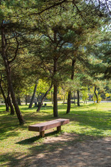 bench and pine trees