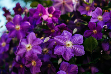 Beautiful, large purple clematis flower in the garden
