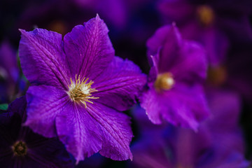 Beautiful, large purple clematis flower in the garden - obrazy, fototapety, plakaty