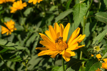 Пчела за сбором мёда и солнечный цветок