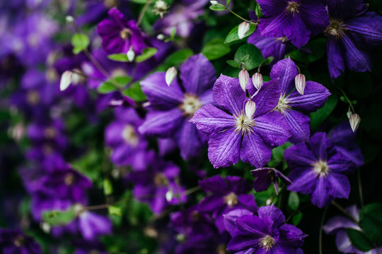 Beautiful, large purple clematis flower in the garden