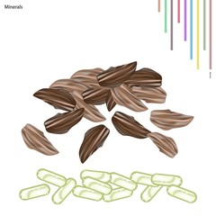 Dried Cardamom Bulbs with Vitamin and Minerals