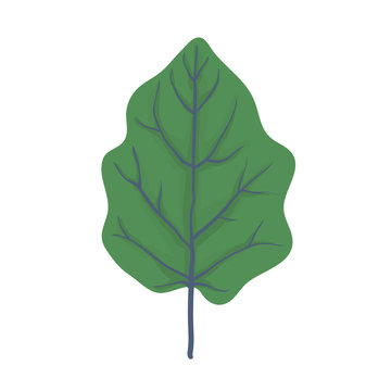 Green leaf of tree, vector illustration