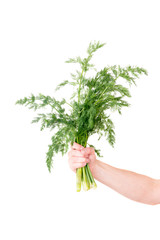 Dill isolated in human hand