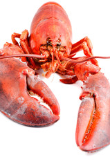 Boiled lobster isolated front view