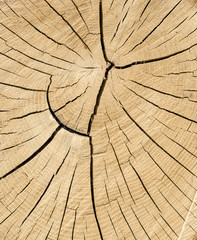 Cut tree cracked rings