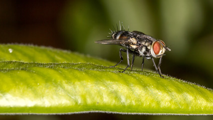 Close up red eyes fly on leaf - side view