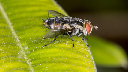 Close up red eyes fly on leaf - side view