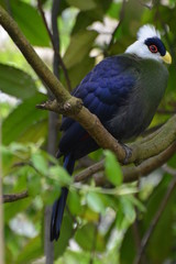 White-Crested Turaco (Tauraco Leucolophus) sitting on a tree branch inmidst the forest.