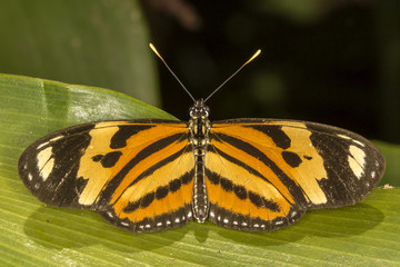 Butterfly on leaf close up - macro butterfly top view
