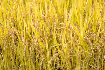 full ripen rice in autumn