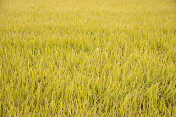 full ripen golden rice paddy in autumn