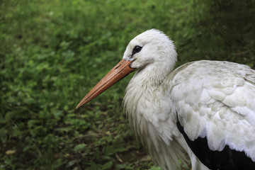 Stork sideview
