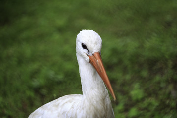 Stork in garden