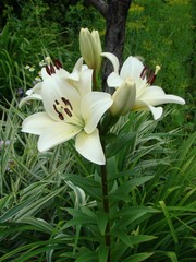 Obraz premium Lily