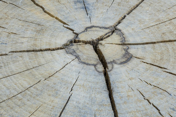 Tree rings on a wood section