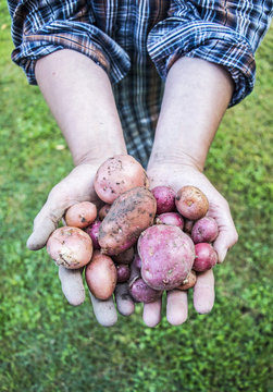 Woman holding potatoes in her hands
