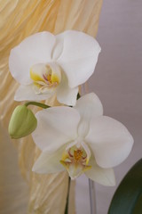 Obraz premium Białe orchidee