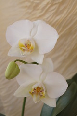 Naklejka na ściany i meble White orchids