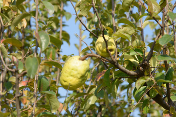 closeup of quince on a tree